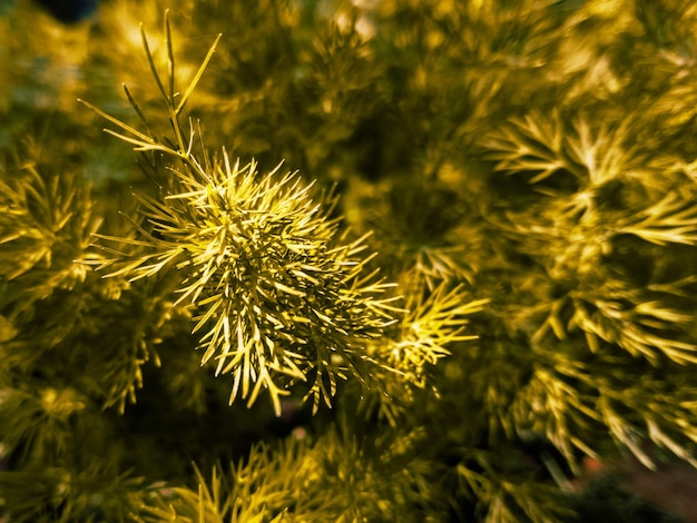 Photo close-up of plant