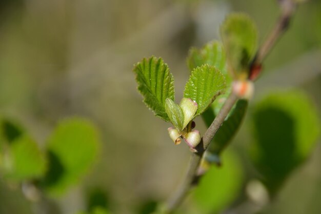 Close-up of plant