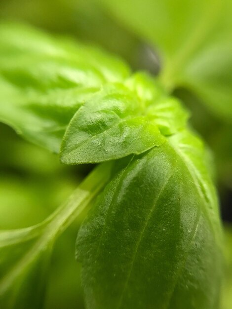 Photo close-up of plant