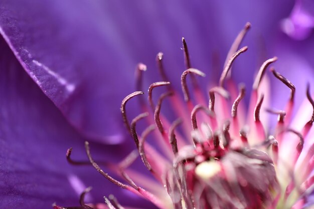 Close-up of plant