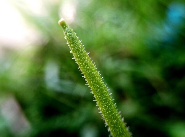 Close-up of plant