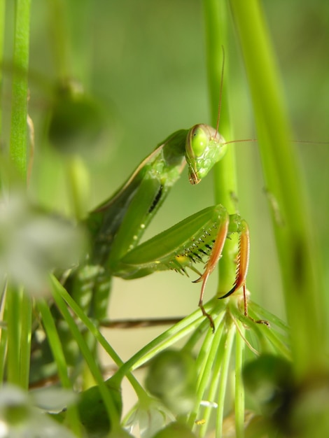 Photo close-up of plant