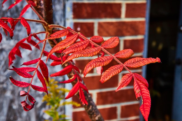 Photo close-up of plant