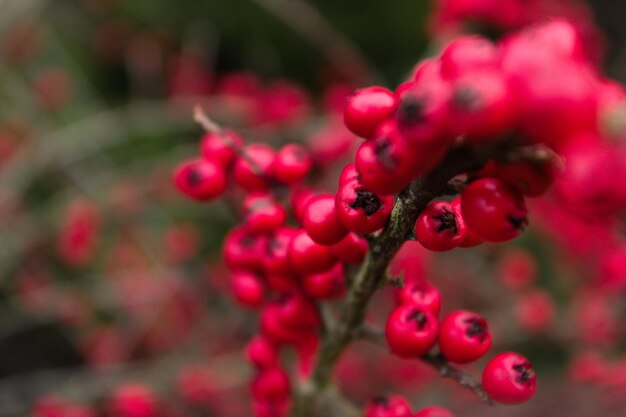 Photo close-up of plant