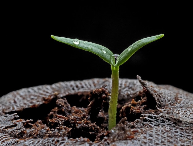 Photo close-up of plant