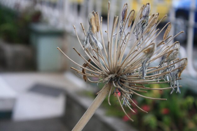 Close-up of plant