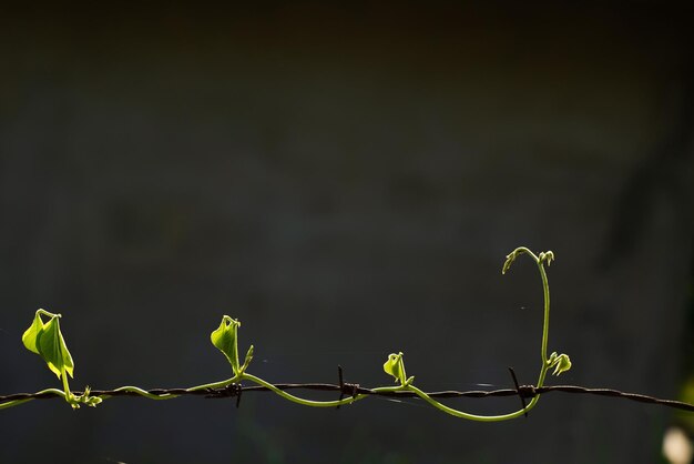 Photo close-up of plant