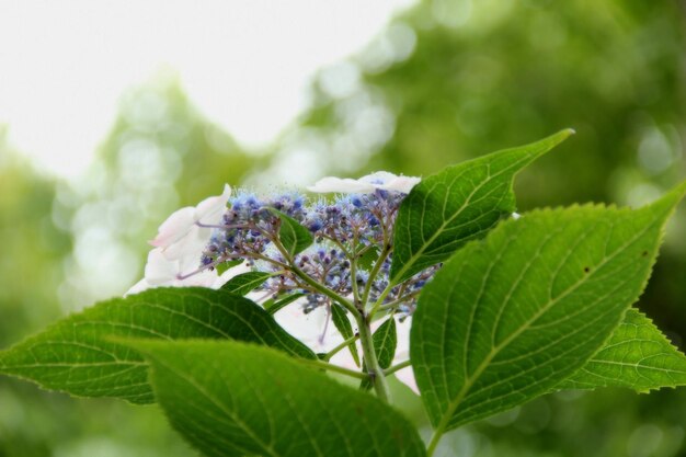 Close-up of plant