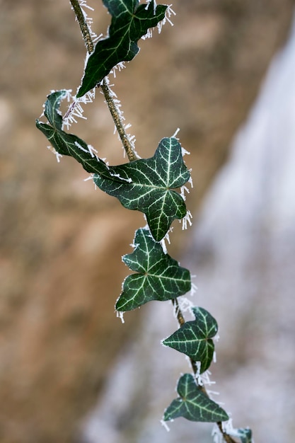 Photo close-up of plant