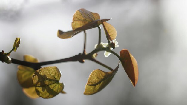 Photo close-up of plant