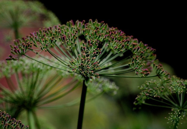 Close-up of plant