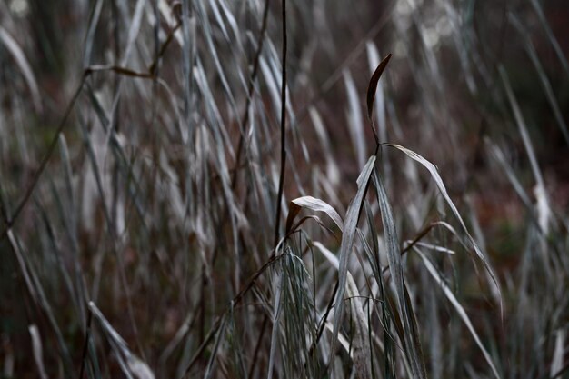 Photo close-up of plant