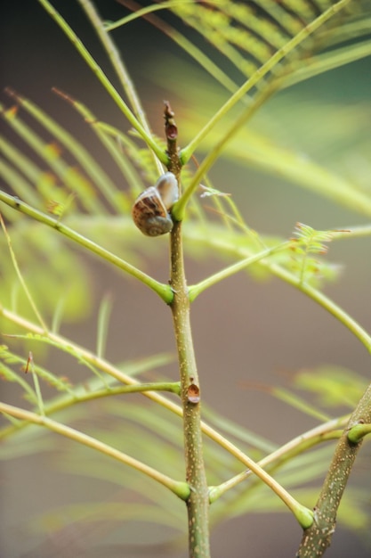 Photo close-up of plant