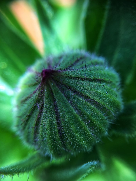 Photo close-up of plant