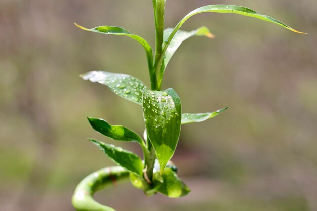 Photo close-up of plant