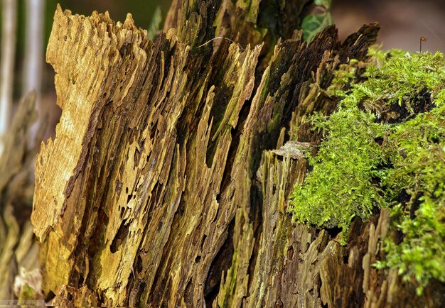 Photo close-up of plant