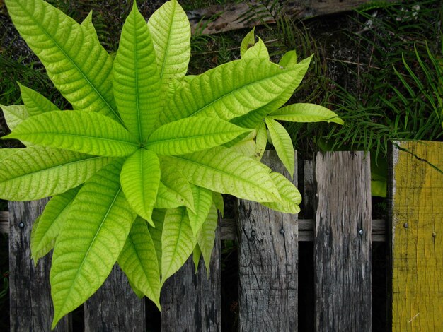 Close-up of plant