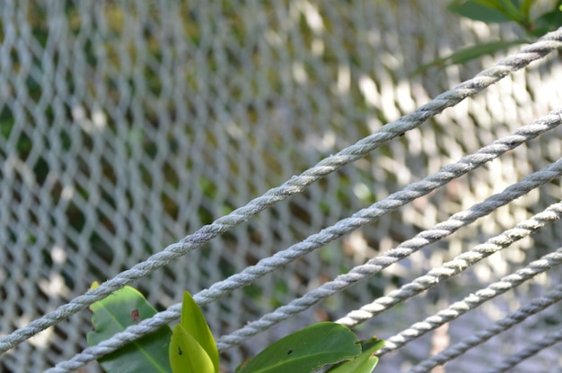 Close-up of plant