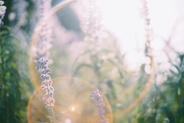 Photo close-up of plant