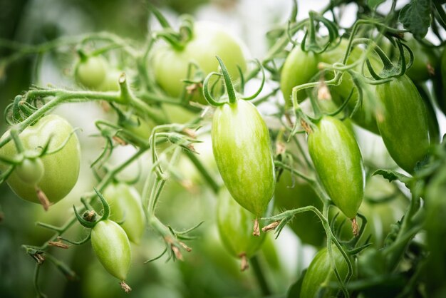 Close-up of plant