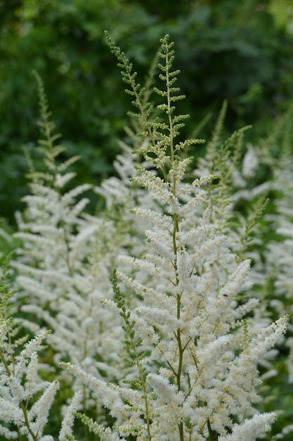 Photo close-up of plant