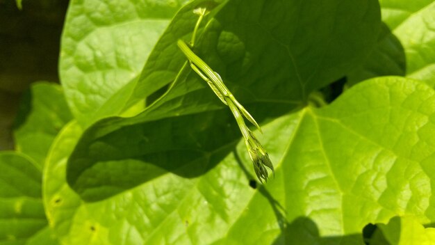 Close-up of plant