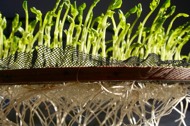 Photo close-up of plant