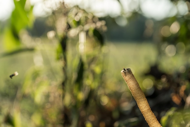 Photo close-up of a plant