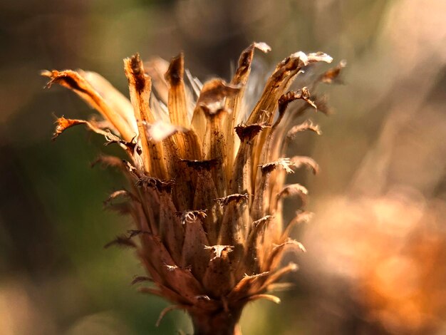 Photo close-up of plant