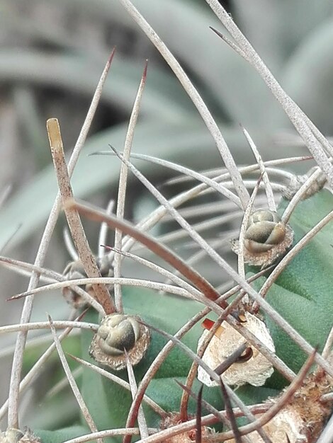 Close-up of plant