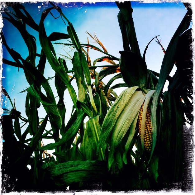 Photo close-up of plant