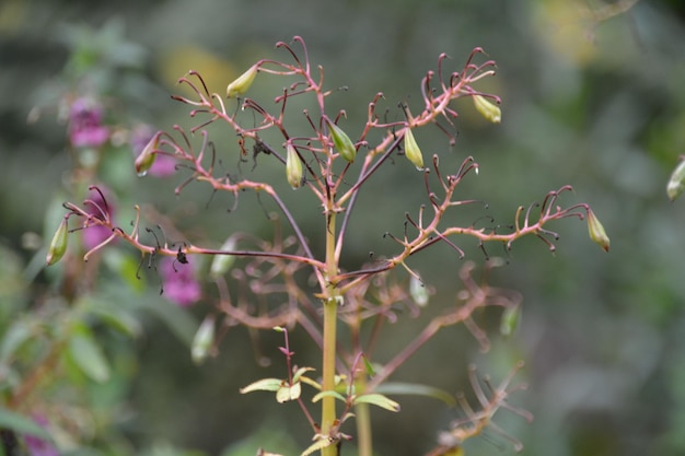 Photo close-up of plant