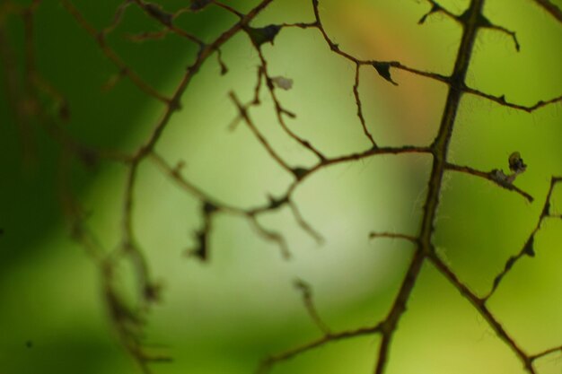 Close-up of plant