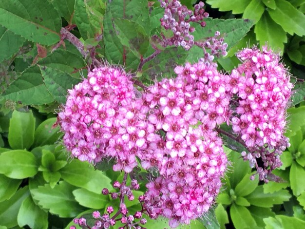 Close-up of plant