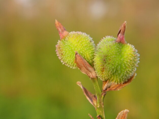 Close-up of plant