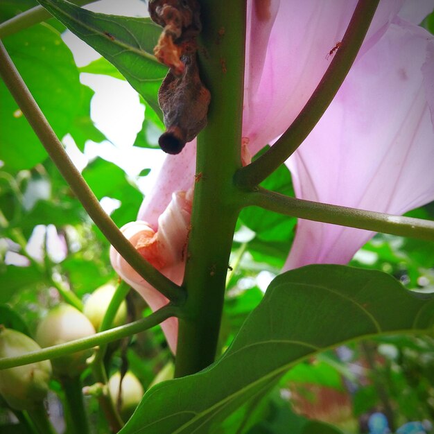 Close-up of plant