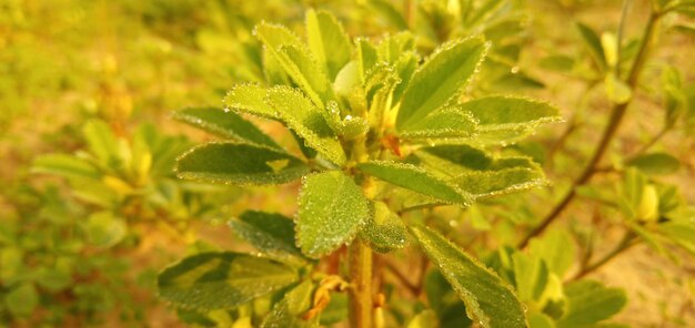 Close-up of plant