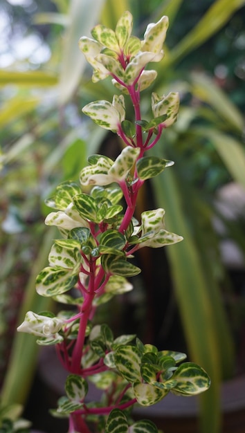 Photo close-up of plant