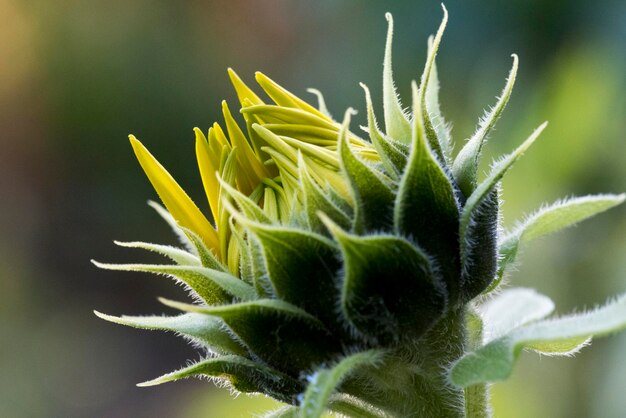 Foto prossimo piano dell'impianto