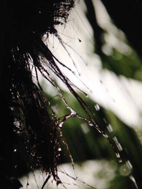 Photo close-up of plant