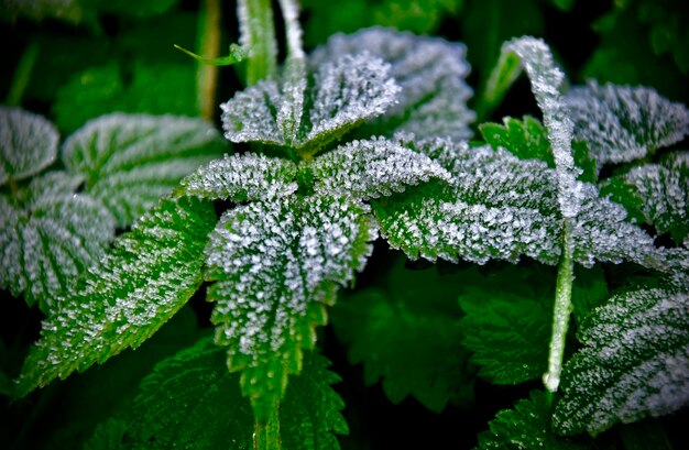 Close-up of plant