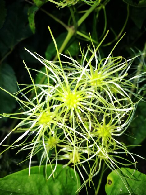 Close-up of plant