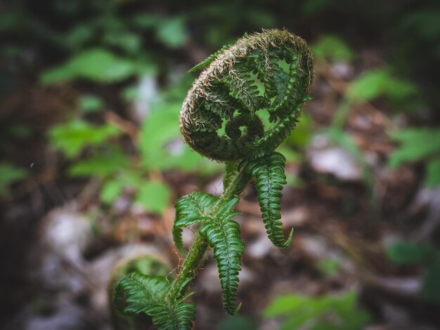 Photo close-up of plant