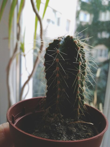 Photo close-up of plant