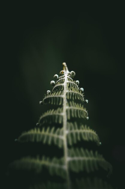 Photo close-up of plant