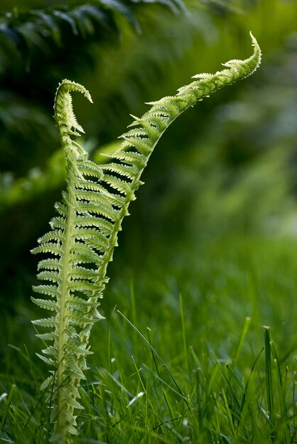 Close-up of plant