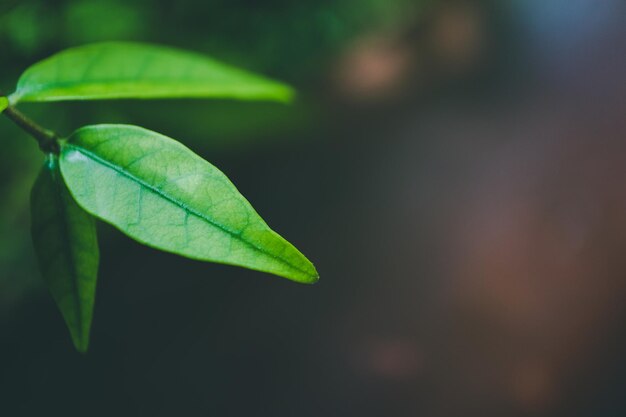 Close-up of plant