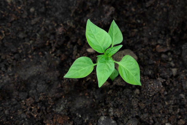 Photo close-up of plant