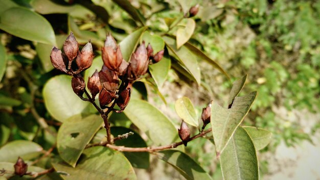 Photo close-up of plant