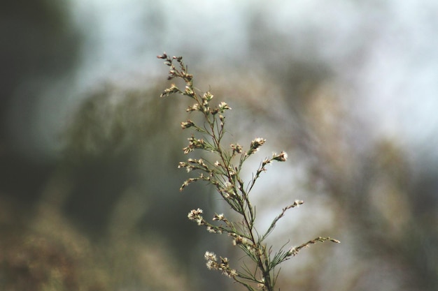 Close-up of plant